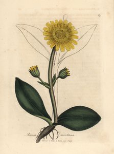 Arnica des montagnes à fleurs jaunes, Arnica montana