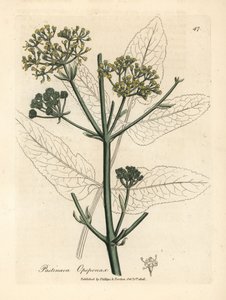 Opopanax à fleurs jaunes ou panais rugueux, Pastinaca opopanax - James Sowerby