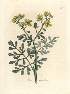 Rue à fleurs jaunes, Ruta graveolens