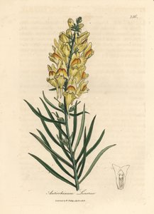 Muflier jaune, Antirrhinum linaria