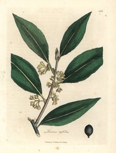 Feuilles de laurier à fleurs jaunes, Laurus nobilis - James Sowerby