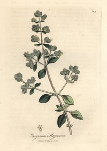 Origanum majorana