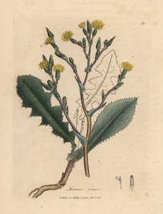 Laitue sauvage à fleurs jaunes, Lactuca virosa