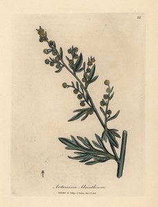 Absinthe à fleurs jaunes, Artemisia absinthium