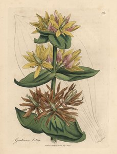 Gentiane jaune, Gentiana lutea - James Sowerby