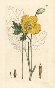 Pavot jaune ou gallois - James Sowerby