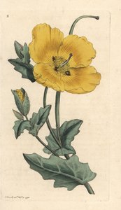Pavot cornu jaune, Glaucium flavum (Chelidonium glaucium). Gravure à la main en couleur d