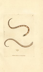 Jeune couleuvre lisse, Coronella austriaca - James Sowerby