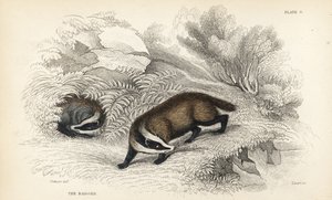 Blaireau européen, Meles meles Gravure sur acier coloriée à la main par Lizars d