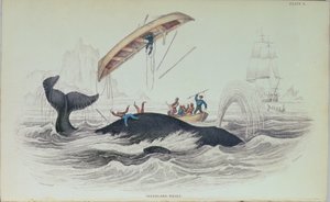 Baleine du Groenland, illustration de livre gravée par William Home Lizars (1788-1859) - James Stewart