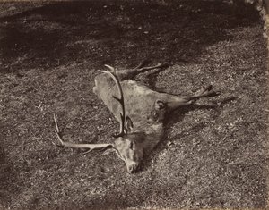 Le Cerf royal, vers 1870