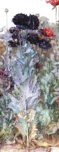 Coquelicots noirs et cramoisis - James Valentine Jelley