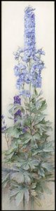 Delphiniums, vers 1920