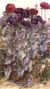 Coquelicots - James Valentine Jelley