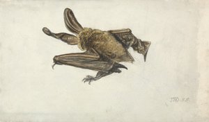 Une chauve-souris - James Ward