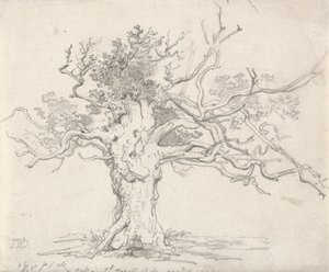 Un chêne rabougri - James Ward