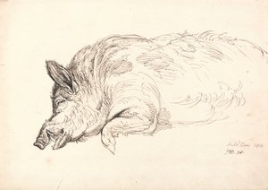 Un sanglier, endormi ou mort, 1814 - James Ward