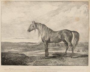 Copenhague, le cheval monté par le Duc de Wellington à la bataille de Waterloo, élevé par le Général Grosvenor, vers 1824