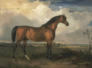 Eagle, un étalon célèbre - James Ward