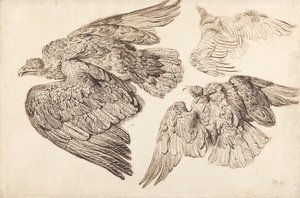 Aigles - James Ward