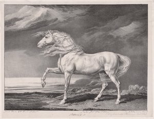 Quatorze chevaux célèbres : Adonis - James Ward