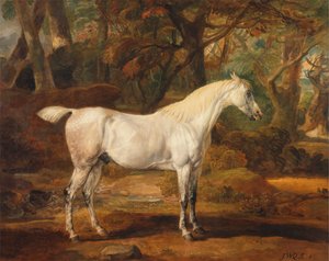 Étalon arabe gris, propriété de Sir Watkin Williams-Wynn