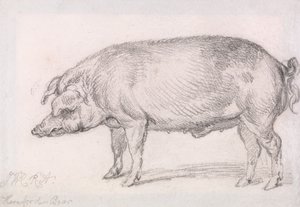 Sanglier de Hereford - James Ward