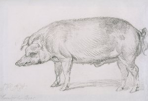 Sanglier de Hereford, c.1803-04 - James Ward