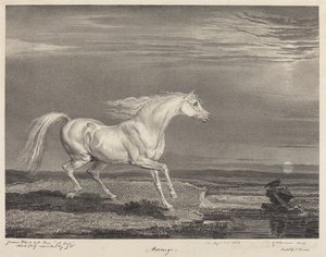 Marengo - James Ward