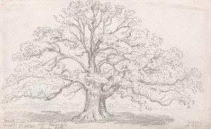 Le grand chêne de M. Howard, 5 août 1820 - James Ward