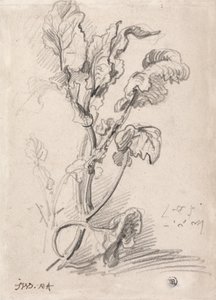 Étude des plantes - James Ward