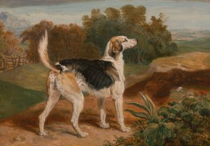 Ravager, Un des Chiens de Chasse de Lambton - James Ward