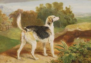 Ravager, un des chiens de chasse de Lambton - James Ward