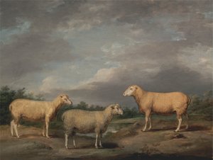 Moutons Ryelands, le bélier du roi, la brebis du roi et le mouton de Lord Somerville - James Ward