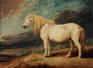 Poney Shetland - James Ward