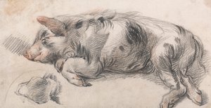 Cochon dormant