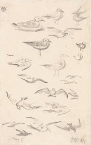 Études de mouettes