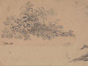 Étude de sous-bois