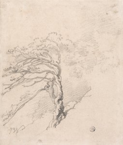 Arbre à flanc de colline - James Ward