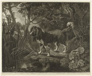 Épagneul au bord de l