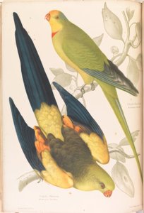 Perruche à queue noire et perruche à ailes vertes - James Whitley Sayer