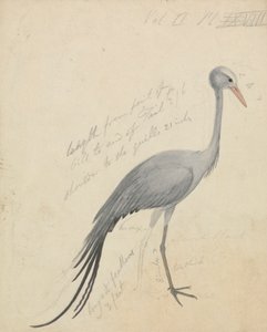 Une grue - James de Carle Sowerby