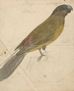 Un perroquet - James de Carle Sowerby