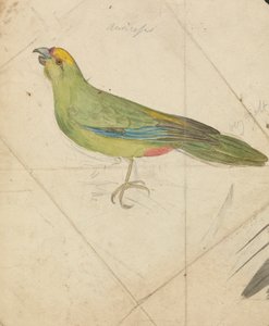 Un perroquet - James de Carle Sowerby