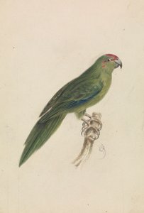 Un Perroquet - James de Carle Sowerby