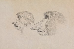 Têtes de deux singes nasique - James de Carle Sowerby
