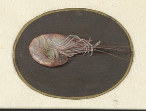 Crevette - Jan Augustin van der Goes