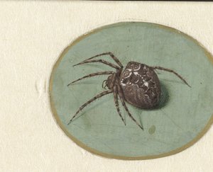 Araignée - Jan Augustin van der Goes