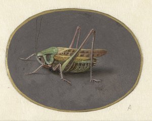 Sauterelle - Jan Augustin van der Goes