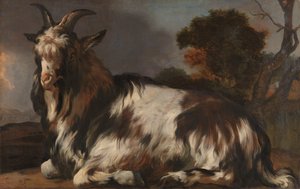 Chèvre couchée - Jan Baptist Weenix